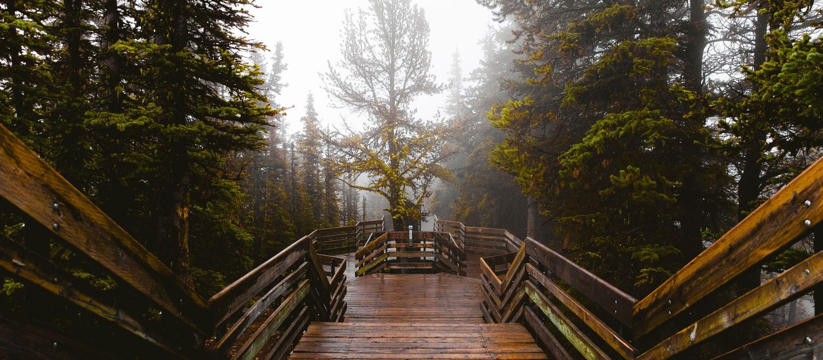 Quiet forest path in the morning